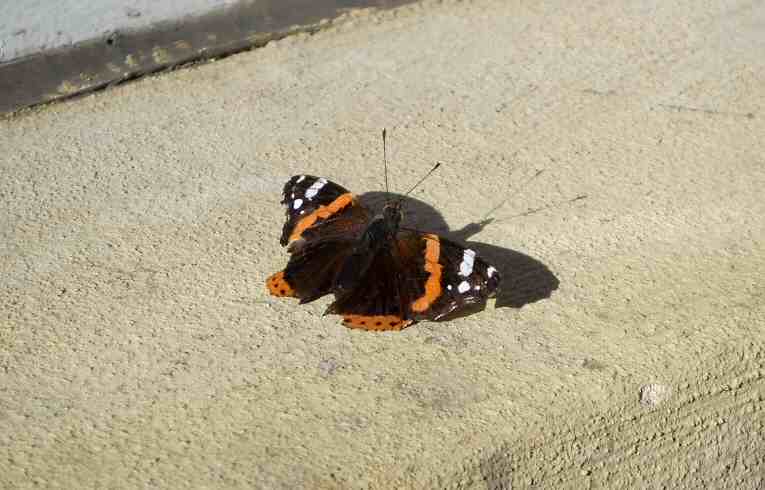 Red Admiral